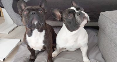 Stop showing brachycephalic dogs at Crufts, urges RSPCA