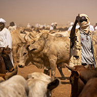 New funding for Sub-Saharan livestock care