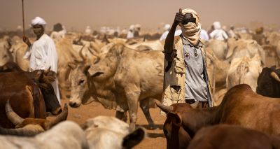 New funding for Sub-Saharan livestock care