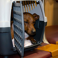 BVA president calls for progress on Kept Animals Bill