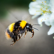 Bumblebees learn new behaviour by watching others