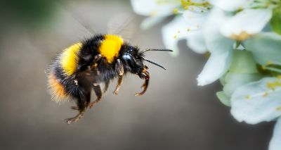 Bumblebees learn new behaviour by watching others