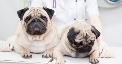 'Stop and think' before buying a flat-faced dog