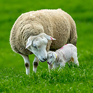 Sheep farmers urged to reduce wormer use
