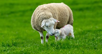 Sheep farmers urged to reduce wormer use