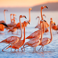 Flamingos form friendships with like-minded individuals