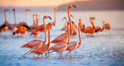 Flamingos form friendships with like-minded individuals