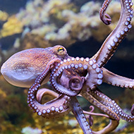 Calls to ban planned octopus farm