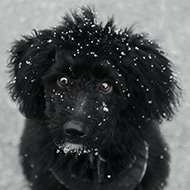 Voting opens in RSPCA young photographer competition