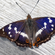 Heatwave hit UK butterfly populations, study confirms