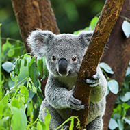 Ceva launches wildlife research fund