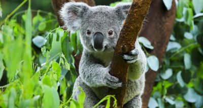 Ceva launches wildlife research fund