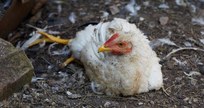 RSPCA joins judicial review of broiler chickens