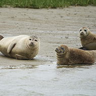 Researchers ask public to report dead seals