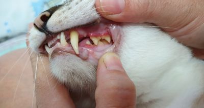 Study reveals feline periodontal disease risk factors