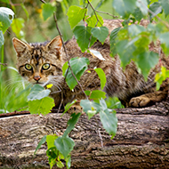 Scottish wildcats to be released in Cairngorms