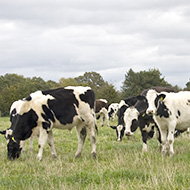 Welsh government publishes new bovine TB plan