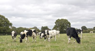 Welsh government publishes new bovine TB plan