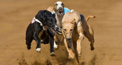 New report on greyhound racing in Scotland