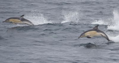 Avian flu confirmed in UK dolphins 