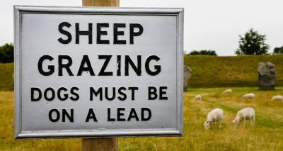 Action needed to halt sheep worrying, say farmers