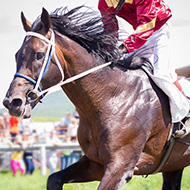 Study finds overheating predictors in thoroughbreds