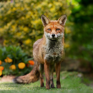 Urban mammals fight over food left in gardens