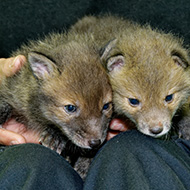 Don't bring fox cubs into your home, urges SSPCA