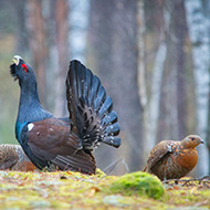 Police to patrol capercaillie sites