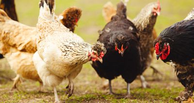 Avian flu housing measures to be lifted