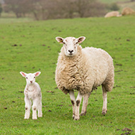 Sheep farmers urged to vaccinate early against enzootic abortion