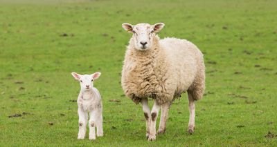 Sheep farmers urged to vaccinate early against enzootic abortion