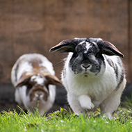 Free access to runs lowers rabbit stress, study finds