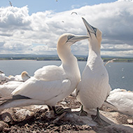 Avian flu report recommends long-term help for wild birds