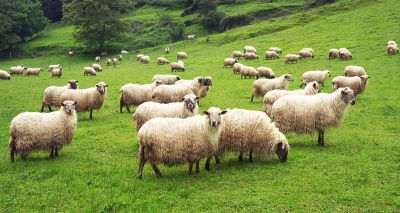 Farmers advised to optimise timing of Worming Treatment Check 