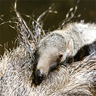 Endangered giant anteater born at Chester Zoo