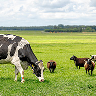 Testing reduces need for routine treatment of liver fluke, study finds