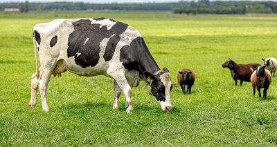 Testing reduces need for routine treatment of liver fluke, study finds