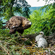 Artificial eyries built for golden eagles