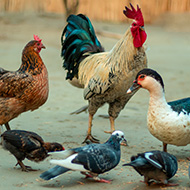 Poultry allowed outside as avian flu restrictions lift
