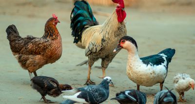 Poultry allowed outside as avian flu restrictions lift