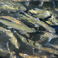 BVA launches policy position on aquaculture