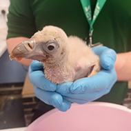 Rare vulture chick hatches at London Zoo