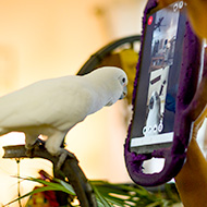 Pet parrots may benefit from inter-species video calls, study finds