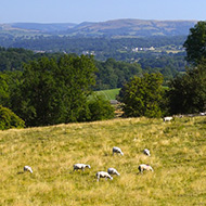 First Welsh strategy to tackle wildlife and rural crime