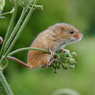 Harvest mice population thriving 20 years after reintroduction