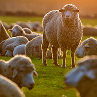 Welsh farmers welcome sheep scab scheme