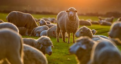 Welsh farmers welcome sheep scab scheme