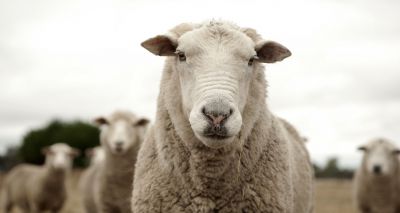 Farmers speak out about dropped Kept Animals Bill