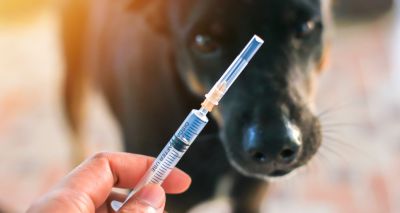 Rabies vaccination drive underway in Cambodia